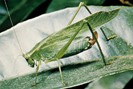 Katydid - www.britannica.com